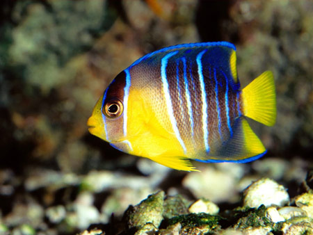 عکس فرشته ماهی آبی و زرد blue angelfish mexican gulf