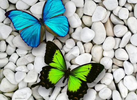 پوستر پروانه های آبی و سبز blue and green butterfly