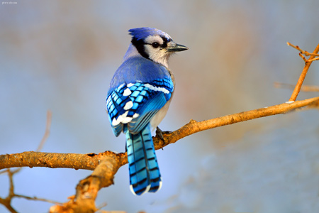 پرنده زیبای جیجاق کبود blue jay on branch