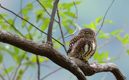 عکس جغد روی شاخه درخت owl bird branch