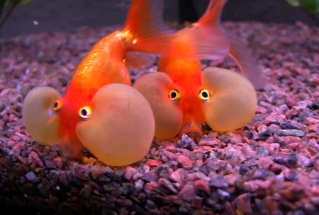 ماهی قرمز چشم حبابی bubble eye goldenfish