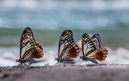 عکس سه پروانه زیبا butterflies three macro