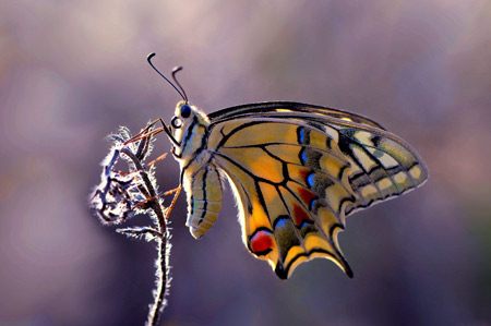 عکس والپیپر زیبا از پروانه ها butterfly insect wallpaper
