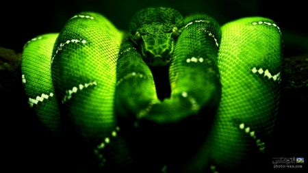 عکس والپیپر مار کبری سبز green hd wallpaper snake