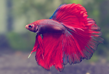 عکس ماهی بتا یا فایتر red betta fish