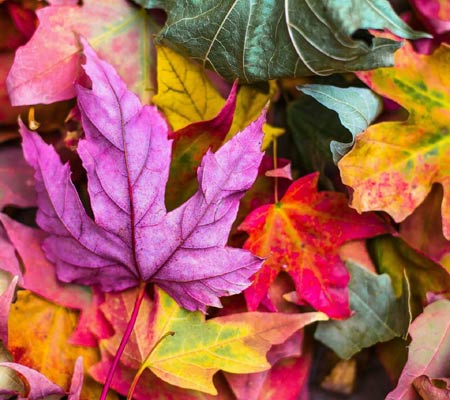 عکس برگ های رنگارنگ پاییزی colorfull autumn leaves