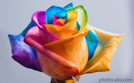 گل رز هفت رنگ colorful rose