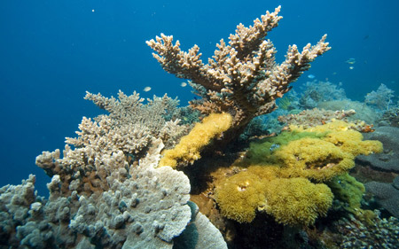 مرجان های دریایی coral reef ocean