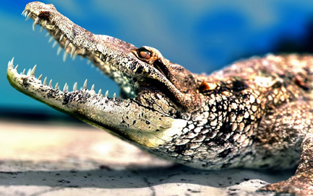 عکس جالب کروکدیل خطرناک crocodile picture