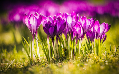 عکس دشت زیبای گلهای زعفران aks dasht gol zafaran