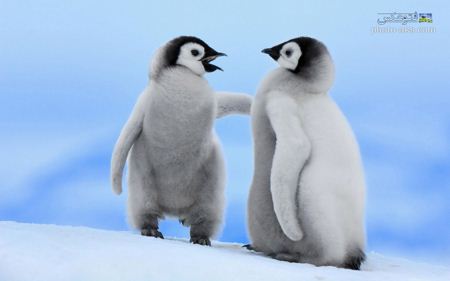 بچه پنگوئن های بامزه cute penguins
