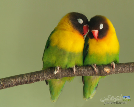 عکس دو مرغ عشق عاشق love birds in love