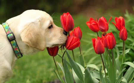 عکس زیبای سگ و گلهای لاله dog flowers tulips