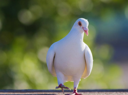 عکس راه رفتن کبوتر سفید white dove street