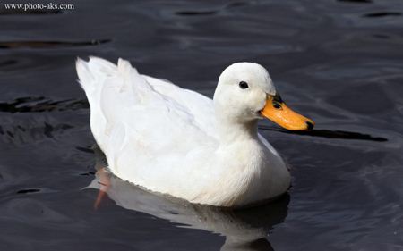 عکس اردک سفید Duck white