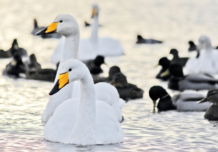 عکس زیبا شنا قو و اردک ducks water birds swans