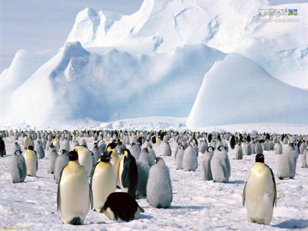 اجتماع پنگوئن های امپراتور Emperor penguins wallpaper
