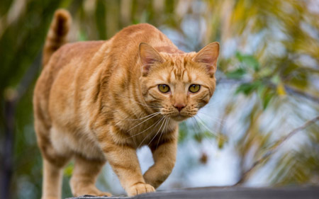 عکس نگاه گربه در حال شکار cat hunting