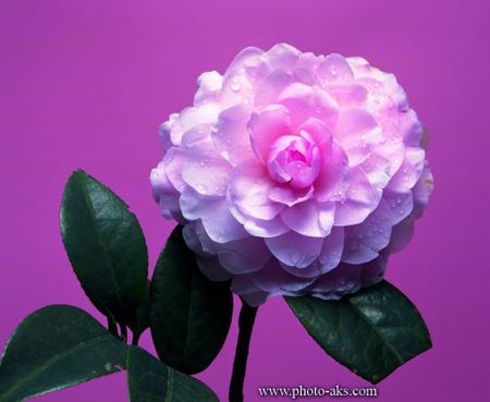 فلاویر پیکچر Flower picture pink color