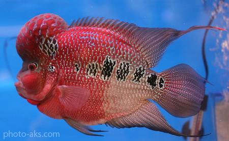ماهی کله گاوی قرمز flower horn fish