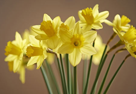 عکس گل نرگس کیفیت بالا flowers yellow daffodils