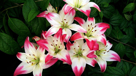 گل لیلیوم سفید و قرمز lily red white