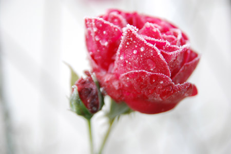 عکس شاخه گل رز یخ زده frozen rose flower