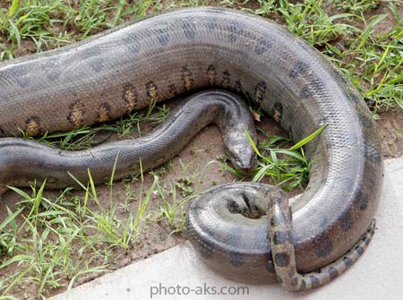 آناکوندا بزرگترین مار جهان giant anaconda