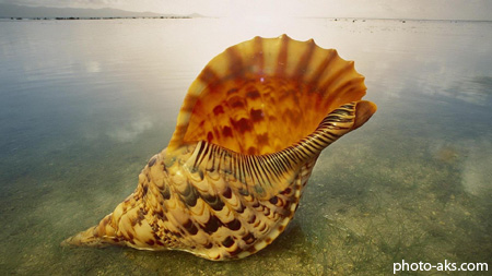 گوش ماهی ها giant shell