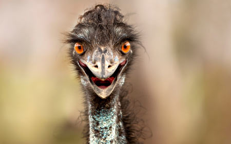 عکس بامزه شترمرغ glance bird ostrich