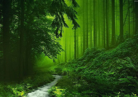 عکس طبیعت سرسبز جنگل green nature of jungle