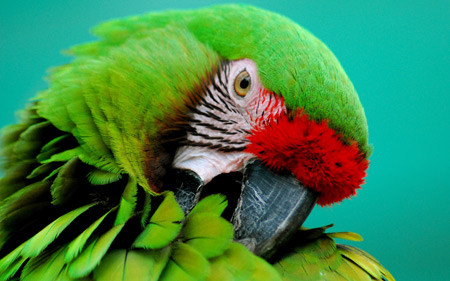 عکس زیبا از سر پرنده طوطی سبز green parrot animal wallpaper