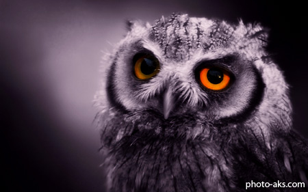 جغد خاکستری با چشمان درشت gray owl