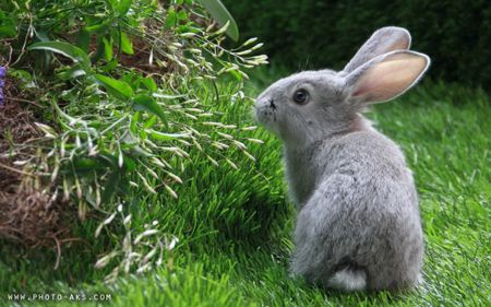 تصویر خرگوش خاکستری Grey Rabbit widescreen