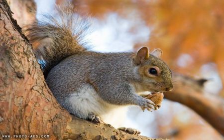 سنجاب خاکستری Grey Squirrel