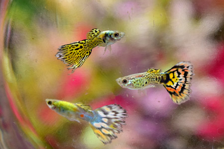 عکس ماهی زینتی گوپی guppies fish