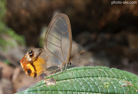 پروانه روح کهربایی heatera piera butterfly