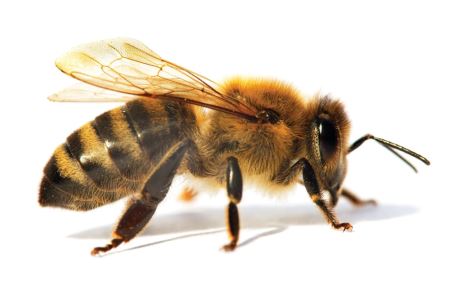 عکس کلوز آپ زنبور عسل honeybee picture