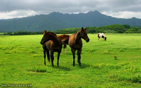 اسب ها در چمنزار Horses in grass