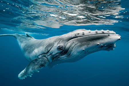عکس نهنگ گوژپشت humpback whale