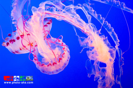 زیباترین عکس های عروس دریایی beautiful underwatter world
