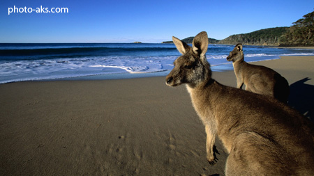 کانگرو در سواحل استرالیا kangaroos in beach
