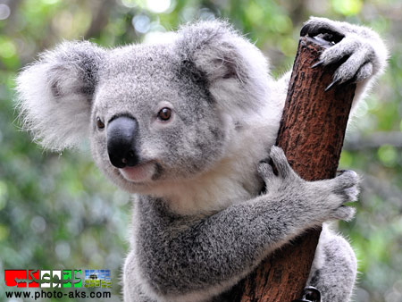 کوالا koala