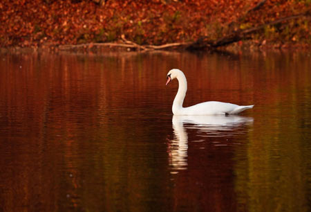 منظره پاییزی شنا قو lake nature swan