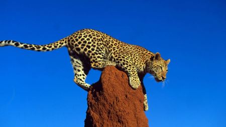 عکس پلنگ بالای صخره leopard top rock