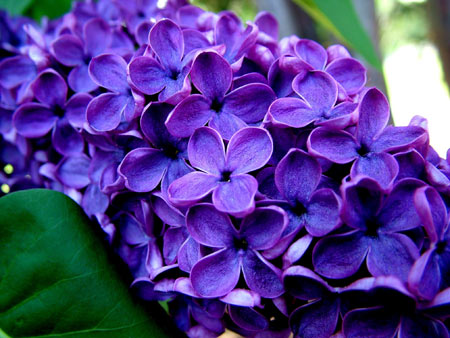 عکس گلهای یاس نیلی lilac flowers beautiful
