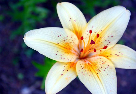 گلبرگ گل لیلیوم سفید white lily flower