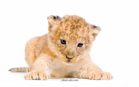 عکس توله شیر ماده lion baby