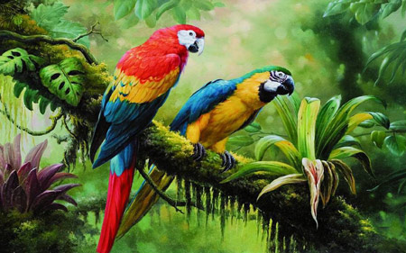طوطی های رنگارنگ استوایی lovely parrots tropics
