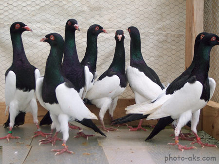 عکس کبوتر یهودی magpie pigeon